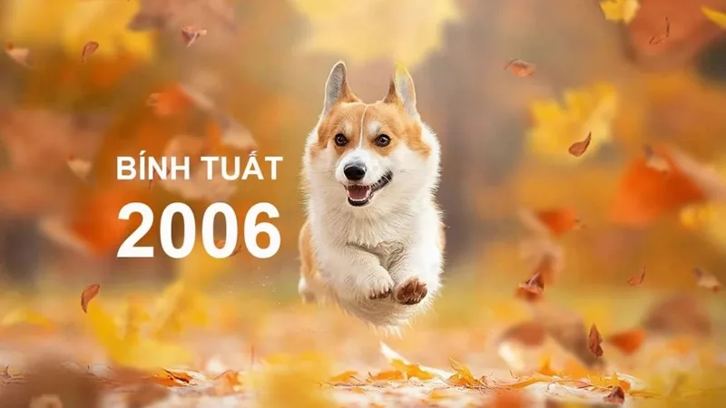 2006 hop mau gi